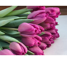 Букет тюльпанов цвета фуксии