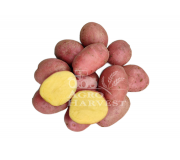 Сорт ФЕНИКС - НОВИНКА!