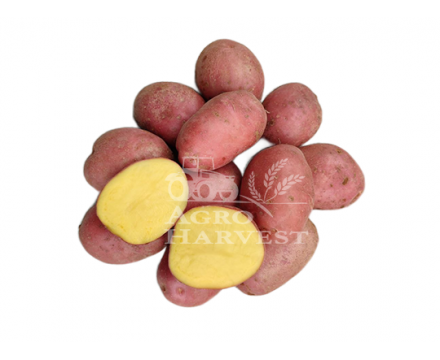 Сорт ФЕНИКС - Новинка! Супер Супер Элита 