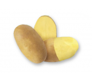 Сорт МУЗЫКА - НОВИНКА!