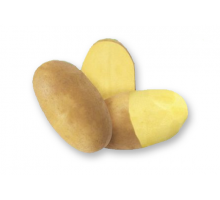 Сорт МУЗЫКА - НОВИНКА!