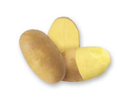 Сорт МУЗЫКА - Новинка! Супер Супер Элита 