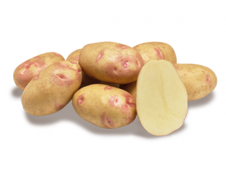 Сорт ПИКАССО - Новинка! Супер Супер Элита 