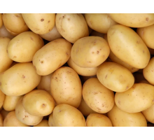 Сорт СУВОРОВСКИЙ - НОВИНКА! 