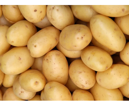 Сорт СУВОРОВСКИЙ  - Новинка! Супер Супер Элита 