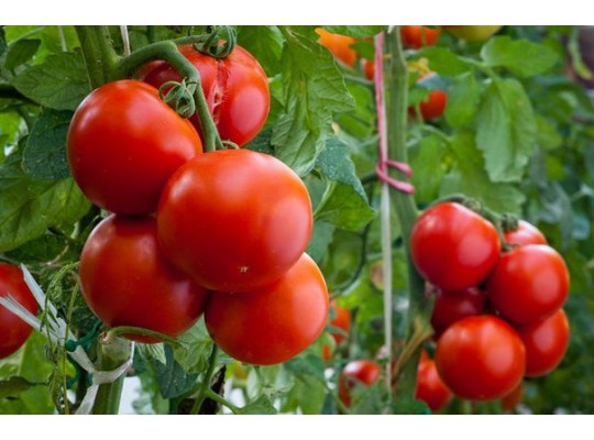 Рассада томатов / Купить рассаду помидор / Доставка