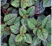 Плектрантус - укорененный черенок, 0,5 л