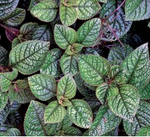 Плектрантус - укорененный черенок, 0,5 л