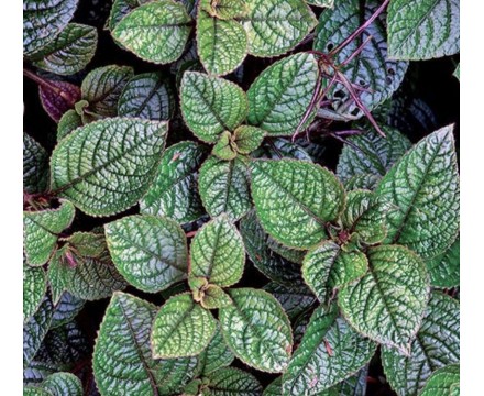 Плектрантус - укорененный черенок, 0,5 л