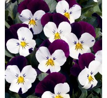 ВИОЛА РОГАТАЯ из семян ВИОЛА РОГАТАЯ из семян