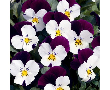 Рассада Виолы Рогатая из семян