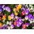 Рассада Виолы Крупноцветковой из семян - кассета 6 шт