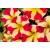 Укорененный черенок Петунии (Сурфинии)