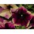 Укорененный черенок Петунии (Сурфинии)
