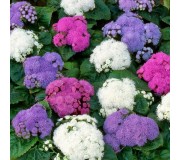 Агератум рассада из семян кассета 6шт