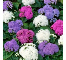 Агератум рассада из семян кассета 6шт Агератум рассада из семян кассета 6шт