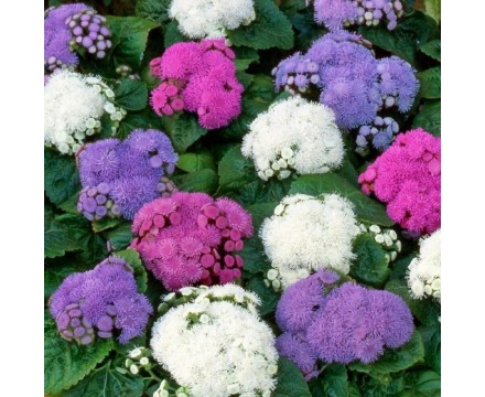 Агератум рассада из семян, кассета 6 шт Агератум рассада из семян, кассета 6 шт