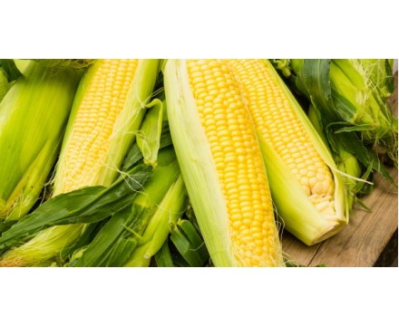 Рассада кукурузы
