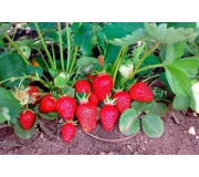 Земляника (Клубника) ранняя - КЛЕРИ