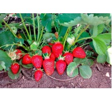 Земляника (Клубника) ранняя - КЛЕРИ Земляника (Клубника) ранняя - КЛЕРИ