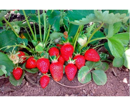Земляника садовая - КЛЕРИ Земляника садовая - КЛЕРИ