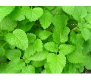 МЕЛИССА Свежесть (лекарственная)