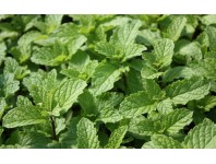 Мята "МОХИТО"