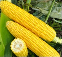 Семена Кукурузы — Сорт БАРОН