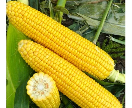 Семена Кукурузы — Сорт Хони Бентам F1, 10 семян