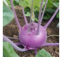 КАПУСТА КОЛЬРАБИ рассада КАПУСТА КОЛЬРАБИ рассада