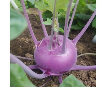 Рассада капусты Кольраби