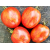 Рассада томатов