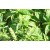 Семена Базилика — Сорт ГВОЗДИЧНЫЙ, 0.5 грамма