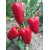 Семена Перца — Сорт ТЕМП F1, 10 семян